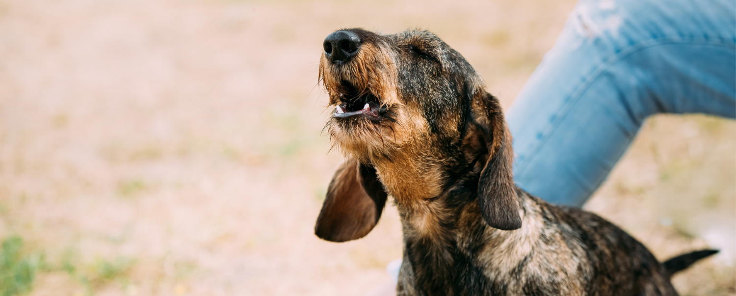 Why Is My Dog Barking At Nothing? | Link