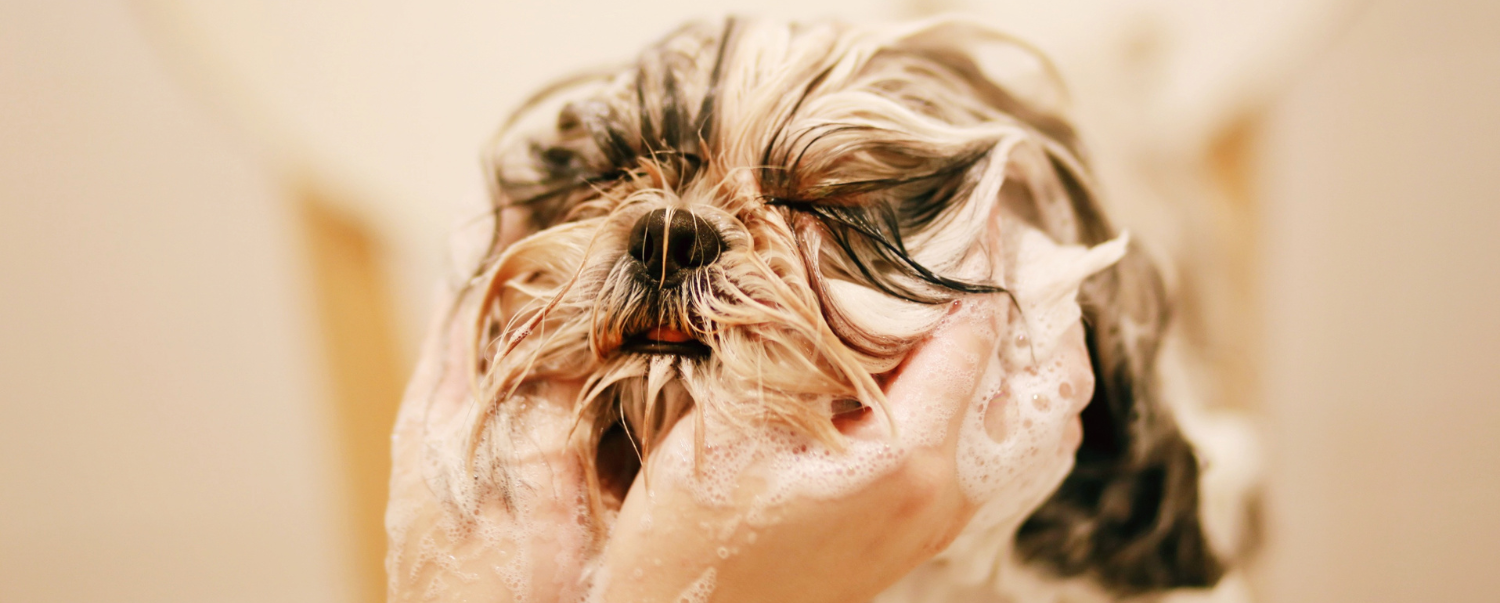 the-scent-saga-why-does-my-dog-still-stink-after-a-bath