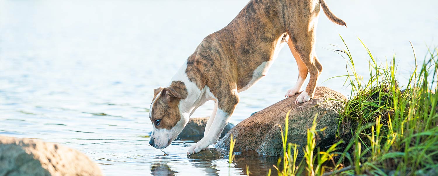 Dog being sick after best sale drinking water