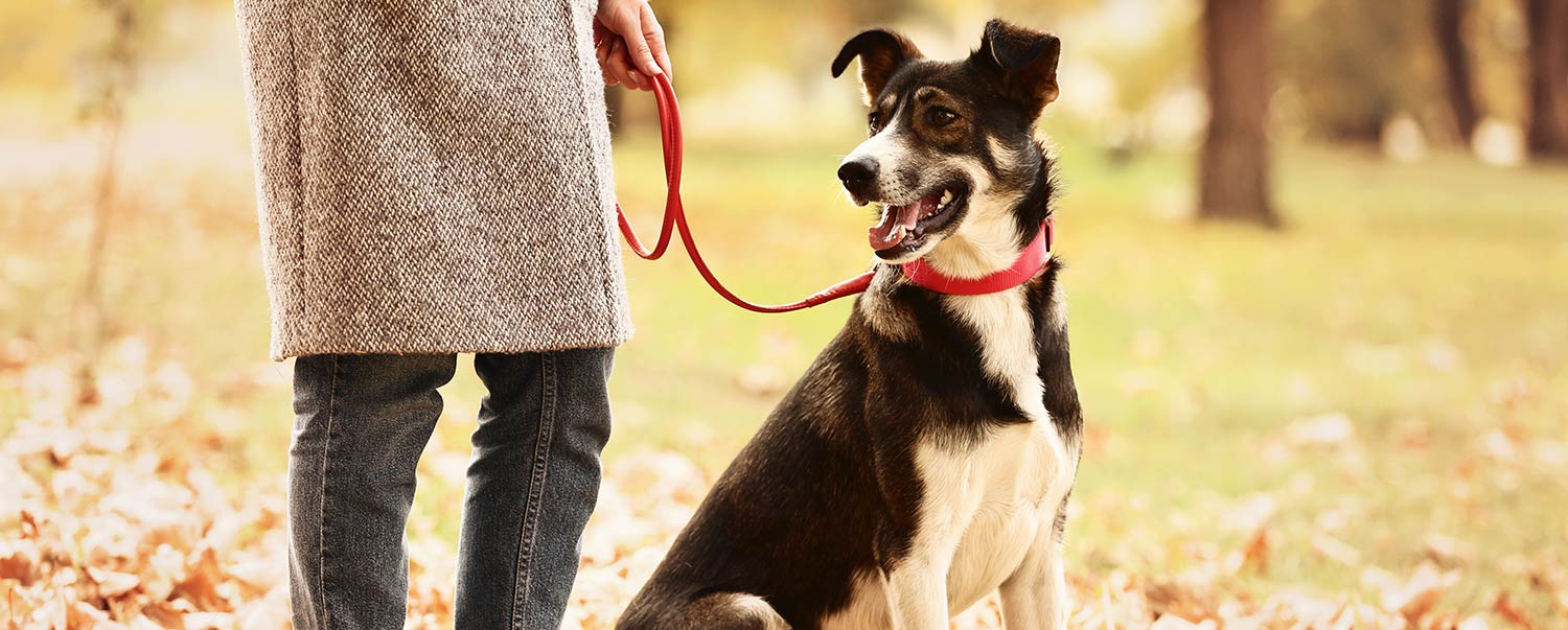 Why you should remove your dog's collar at home