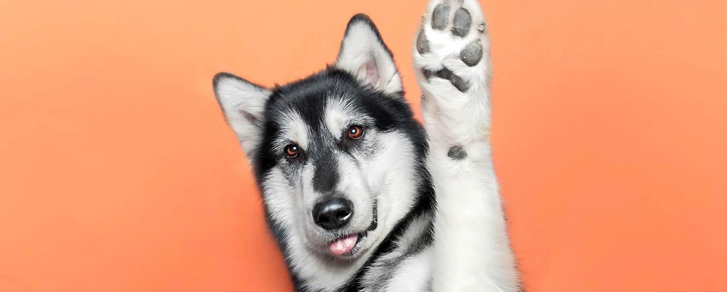 7 Reasons Why Dogs Lick Humans – Wet Paws Dog Grooming