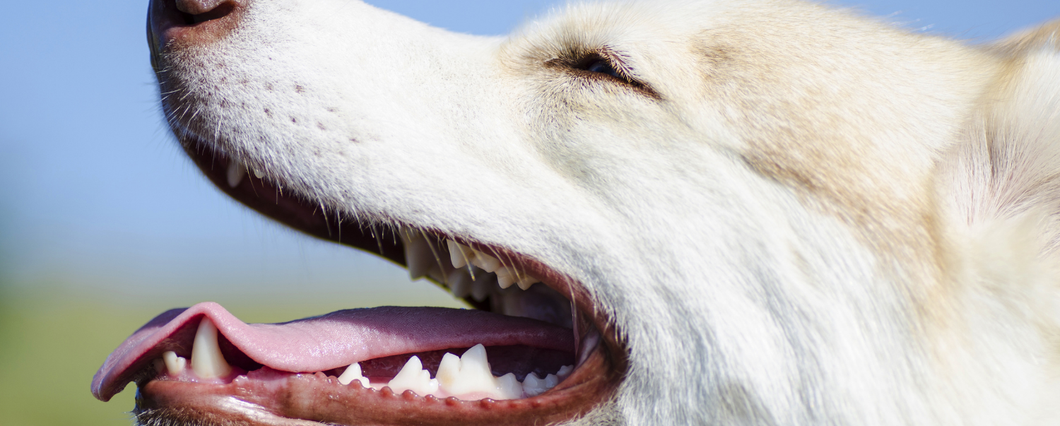 How to Clean a Dog's Teeth | Link