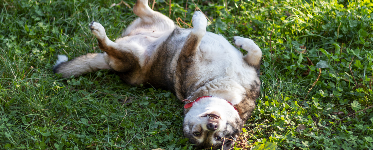 Why Do Dogs Roll Around On Their Backs?