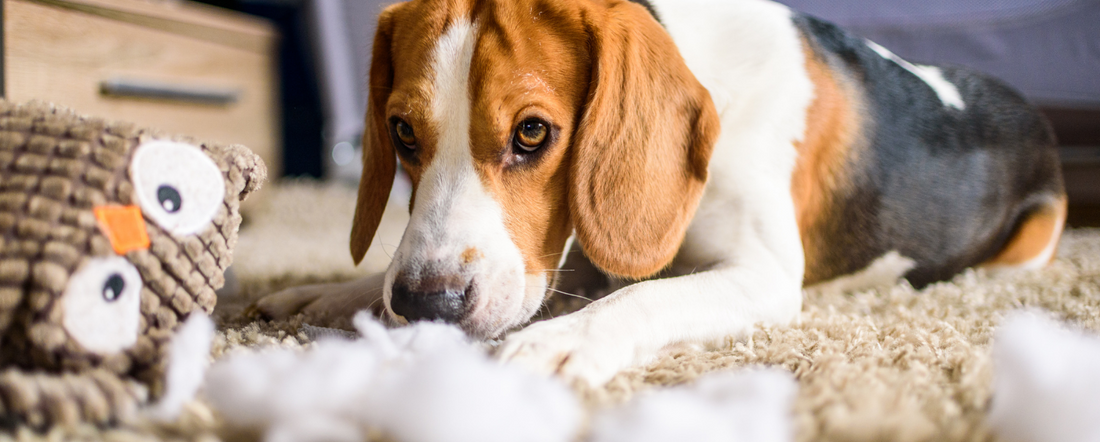 why do beagles destroy toys?