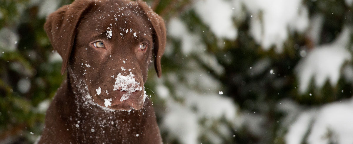 The Ultimate Winter Safety For Dogs Checklist | Link