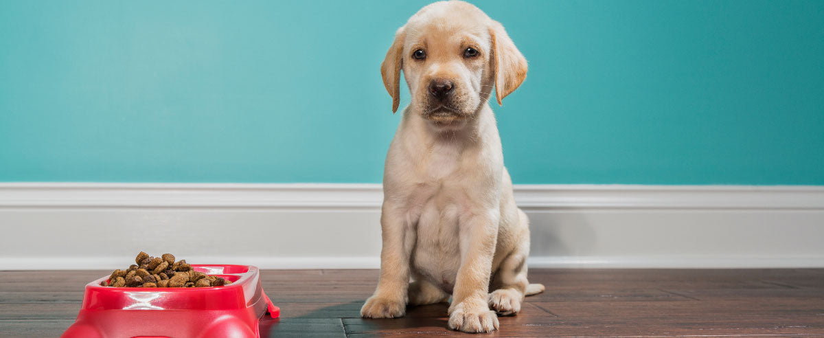 how-much-food-does-my-puppy-need