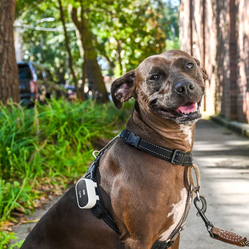 Personalized Designer Dog Collars  PetLink Store – The PetLink Store